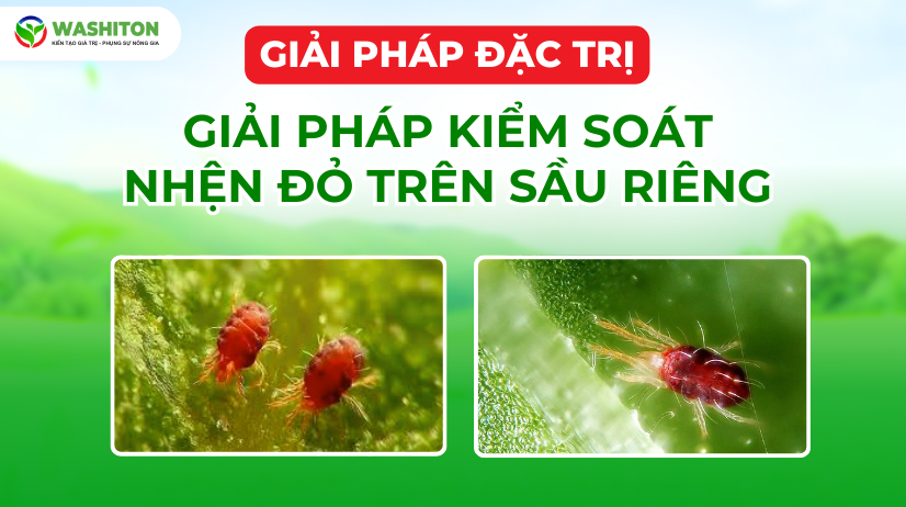 GIẢI PHÁP KIỂM SOÁT NHỆN ĐỎ TRÊN SẦU RIÊNG