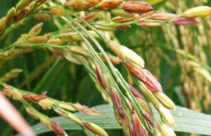 Nấm gây lem lép hạt (lép đen)