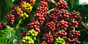 cây cà phê - Chất điều hòa sinh trưởng Uniconazole