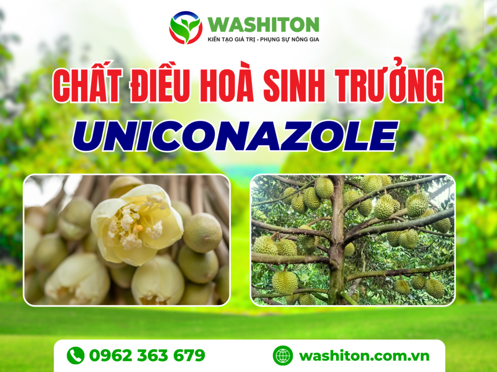 Chất điều hoà sinh trưởng UNICONAZOLE