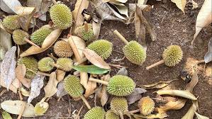 Ảnh hưởng trực tiếp đến chất lượng trái