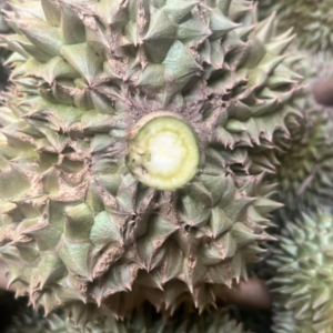 Sầu Riêng Mặt Quỷ