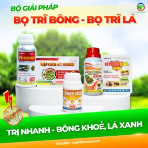 Bộ giải pháp Washiton - Bọ Trĩ Bông - Bọ Trĩ Lá