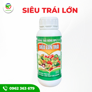 SIÊU TRÁI LỚN