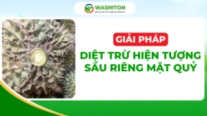 Diệt Trừ Hiện Tượng Sầu Riêng Mặt Quỷ