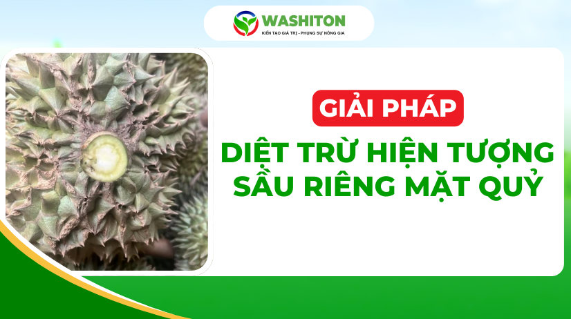 Diệt Trừ Hiện Tượng Sầu Riêng Mặt Quỷ