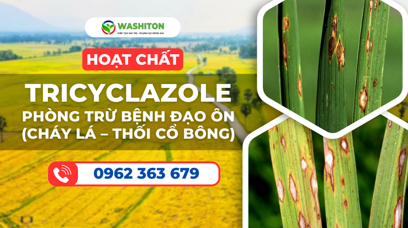 Hoạt chất Tricyclazole phòng trừ bệnh đạo ôn