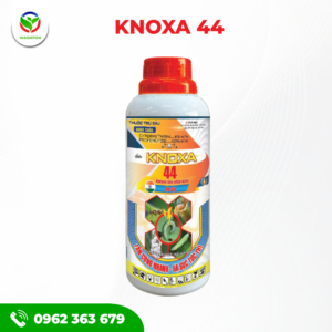 KNOXA 44