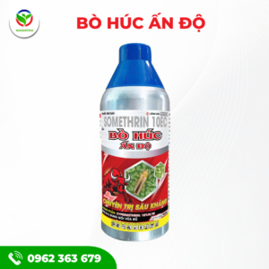 BÒ HÚC ẤN ĐỘ