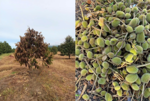 Hậu quả nếu không phòng trị kịp thời