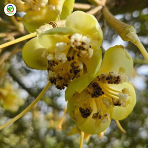 Thán thư trên hoa sầu riêng