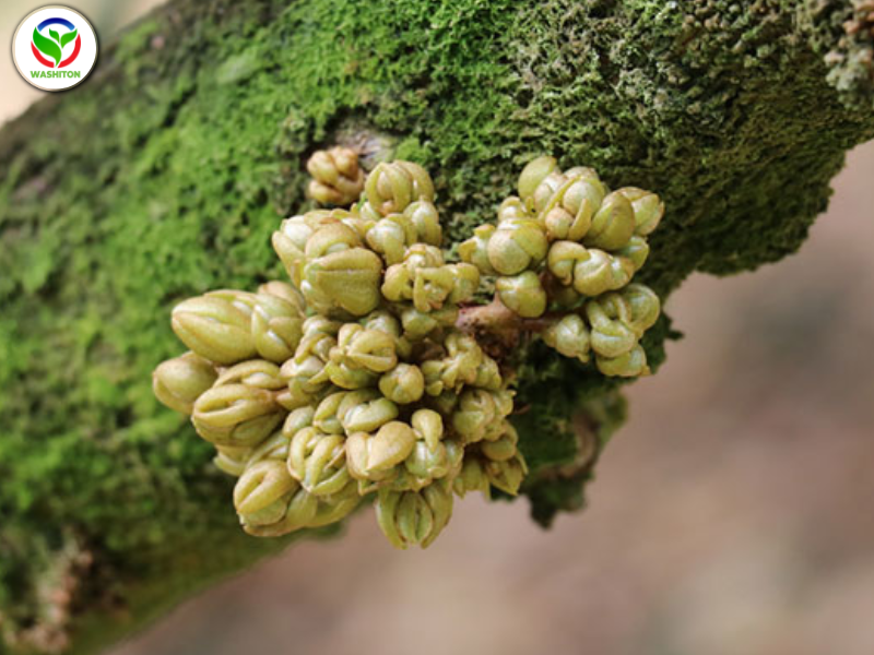 rửa bông trong chăm sóc sầu riêng