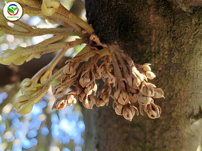 Bệnh thối bông (thối hoa)