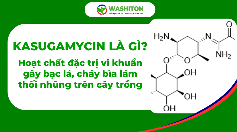 KASUGAMYCIN LÀ GÌ?