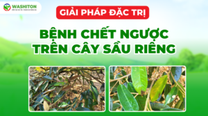 BỆNH "CHẾT NGƯỢC" TRÊN CÂY SẦU RIÊNG: NGUYÊN NHÂN, DẤU HIỆU VÀ GIẢI PHÁP PHÒNG TRỪ HIỆU QUẢ