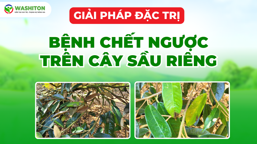 BỆNH "CHẾT NGƯỢC" TRÊN CÂY SẦU RIÊNG: NGUYÊN NHÂN, DẤU HIỆU VÀ GIẢI PHÁP PHÒNG TRỪ HIỆU QUẢ