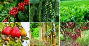 Hoạt chất Tricyclazole - cây công nghiệp