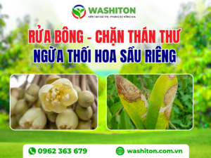 Rửa bông – Giải pháp ngăn ngừa thán thư và thối bông