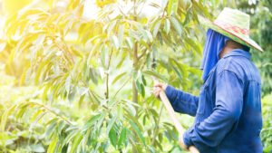 Biện pháp canh tác