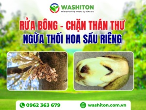 rửa bông - chặn thán thư