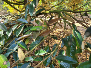 Dấu hiệu nhận biết bệnh chết ngược trên cây sầu riêng