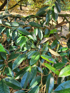 Cây sầu riêng bị chết ngược ( chết từ ngon xuống)