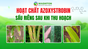 Hoạt chất Azoxystrobin phòng trừ nấm bệnh và các sản phẩm chứa hoạt chất Azoxystrobin