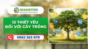 13 NGUYÊN TỐ DINH DƯỠNG CÂY TRỒNG