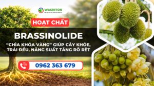 Brassinolide – “Chìa khóa vàng” giúp cây khỏe, trái đều, năng suất tăng rõ rệt