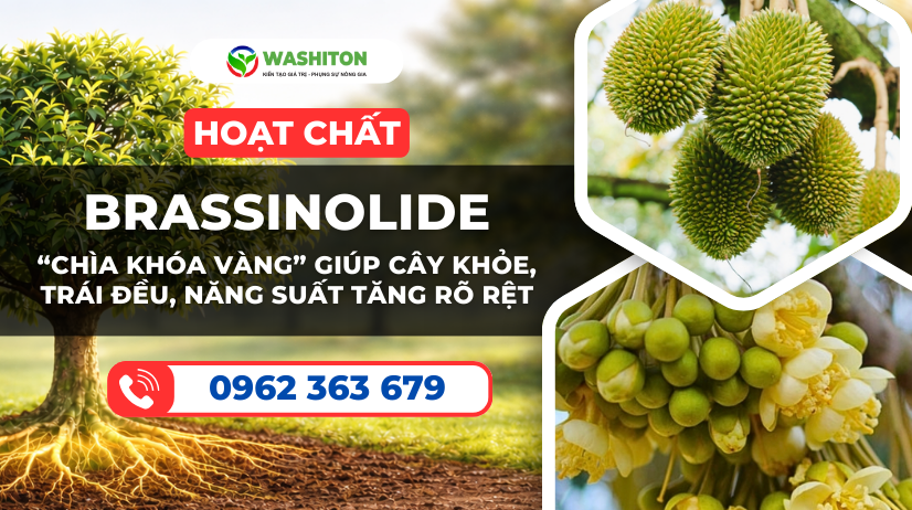 Brassinolide – “Chìa khóa vàng” giúp cây khỏe, trái đều, năng suất tăng rõ rệt