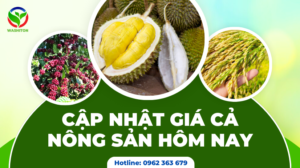 CẬP NHẬT GIÁ CẢ NÔNG SẢN HÔM NAY