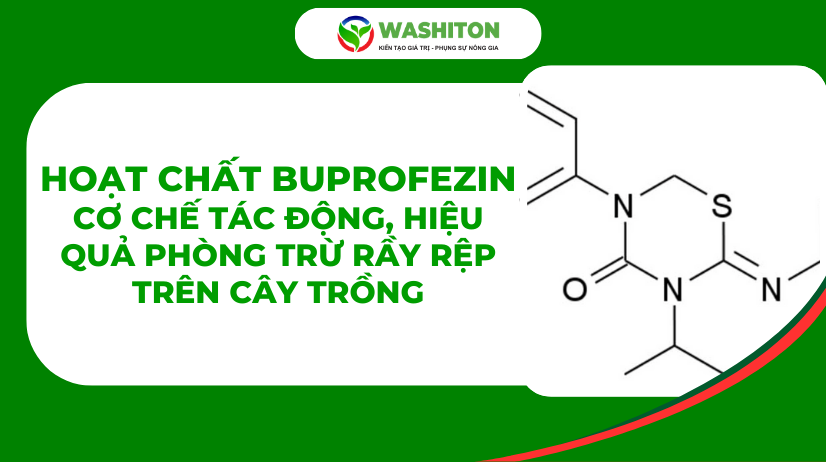 Hoạt Chất Buprofezin Là Gì? Cơ Chế Tác Động, Hiệu Quả Phòng Trừ Rầy Rệp Trên Cây Trồng