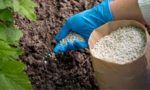 Giá phân bón hôm nay