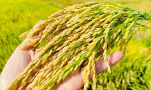 Giá cả Lúa hôm nay