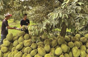 Giá nông sản - Giá Sầu Riêng