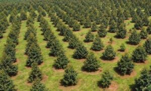 Vườn sầu riêng - kỹ thuật trồng sầu riêng