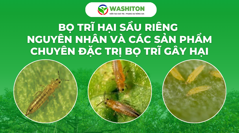 BỌ TRĨ HẠI SẦU RIÊNG – NGUYÊN NHÂN VÀ CÁC SẢN PHẨM CHUYÊN ĐẶC TRỊ BỌ TRĨ GÂY HẠI