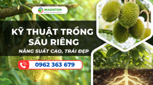 KỸ THUẬT TRỒNG SẦU RIÊNG