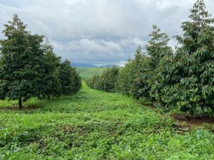 đất trồng quyết định sinh trưởng cây sầu riêng