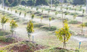 kỹ thuật trồng sầu riêng con