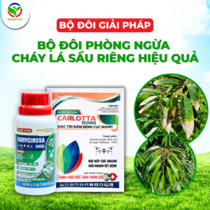 BỘ ĐÔI GIẢI PHÁP – PHÒNG NGỪA CHÁY LÁ SẦU RIÊNG